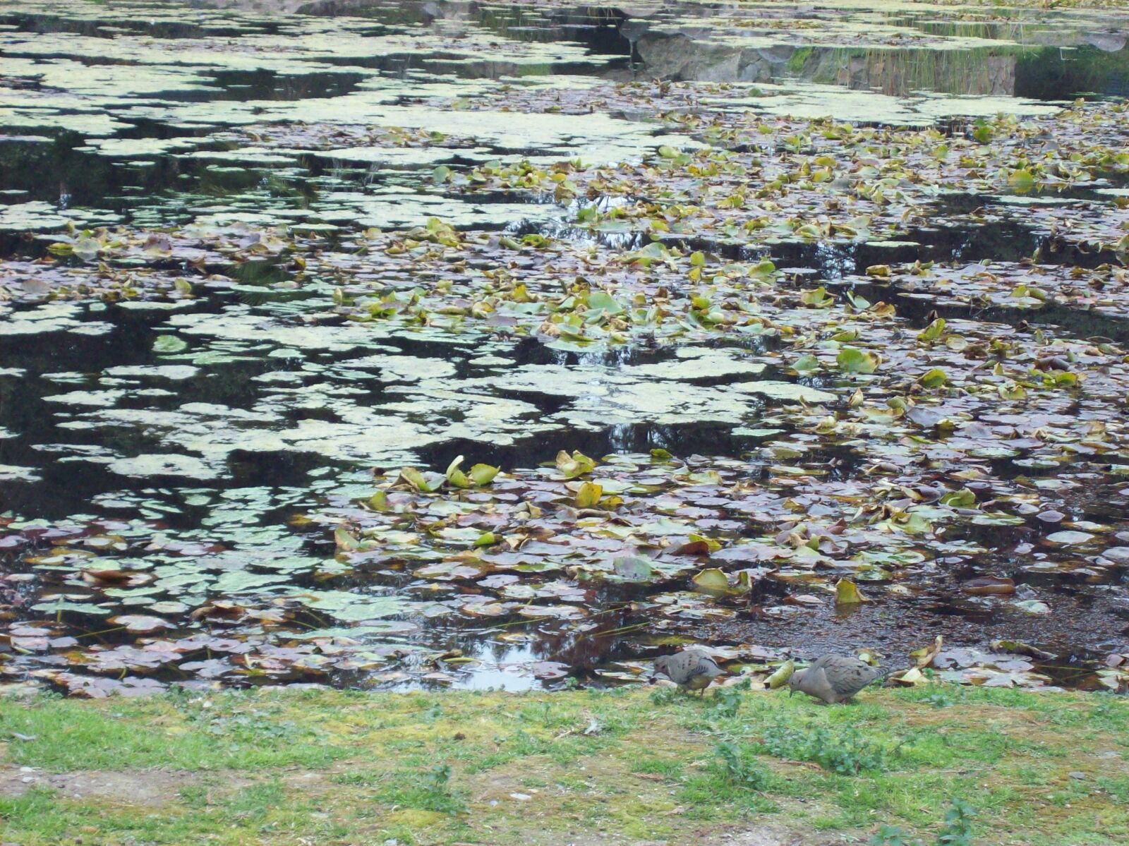 Kodak EASYSHARE C613 ZOOM DIGITAL CAMERA sample photo