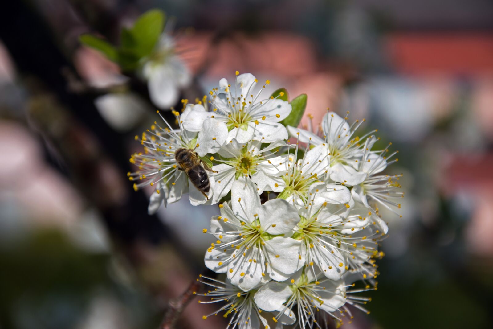 Nikon D5300 sample photo. Plum, flowers, cluster photography