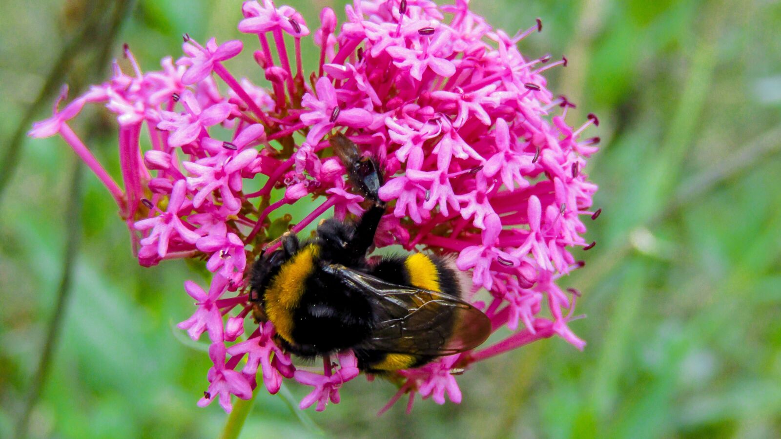 Canon PowerShot SX410 IS sample photo. Bumblebee, drone, nature photography