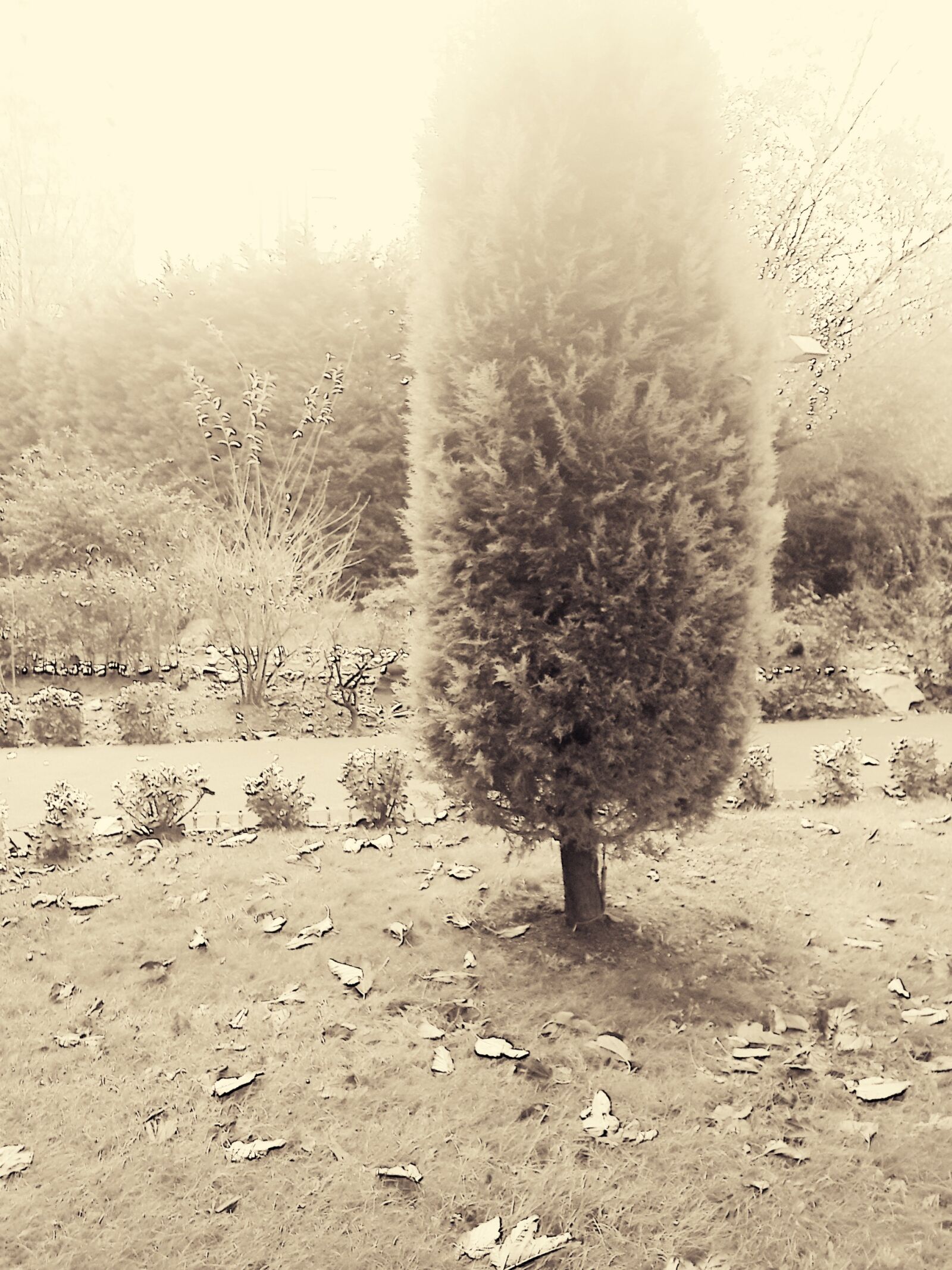 Samsung Galaxy S4 sample photo. Nature, tree photography