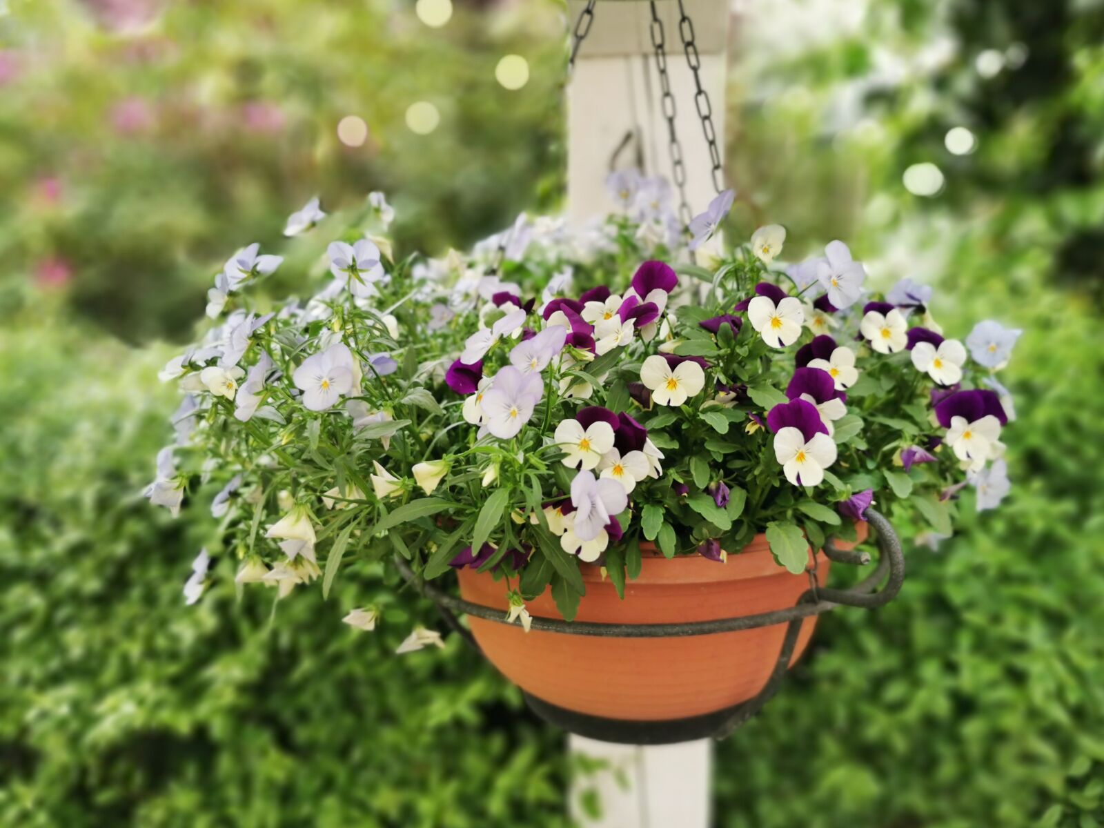 HUAWEI P30 Pro sample photo. Violet, spring, hanging traffic photography