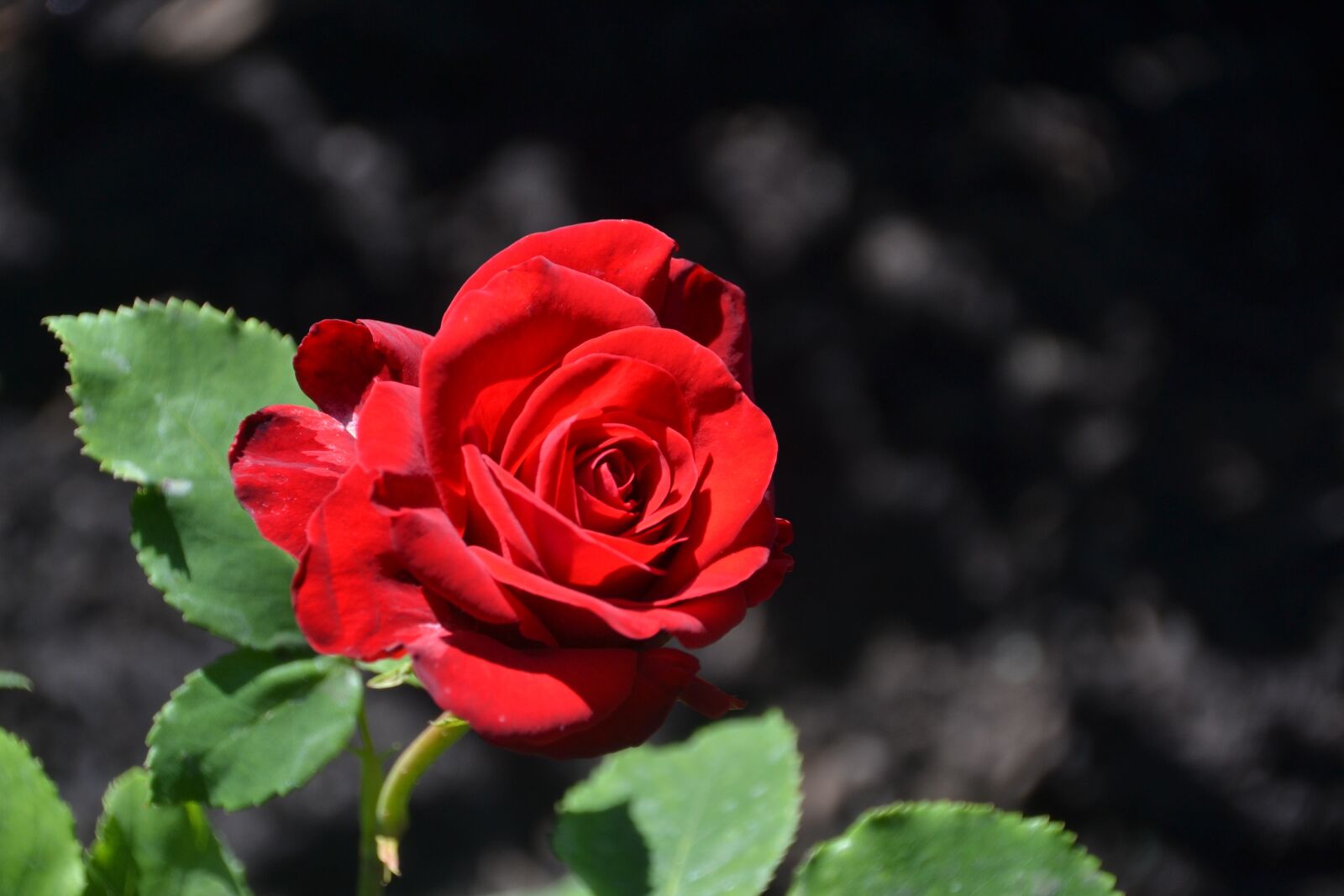 Nikon D3100 sample photo. Rose, red, flower photography
