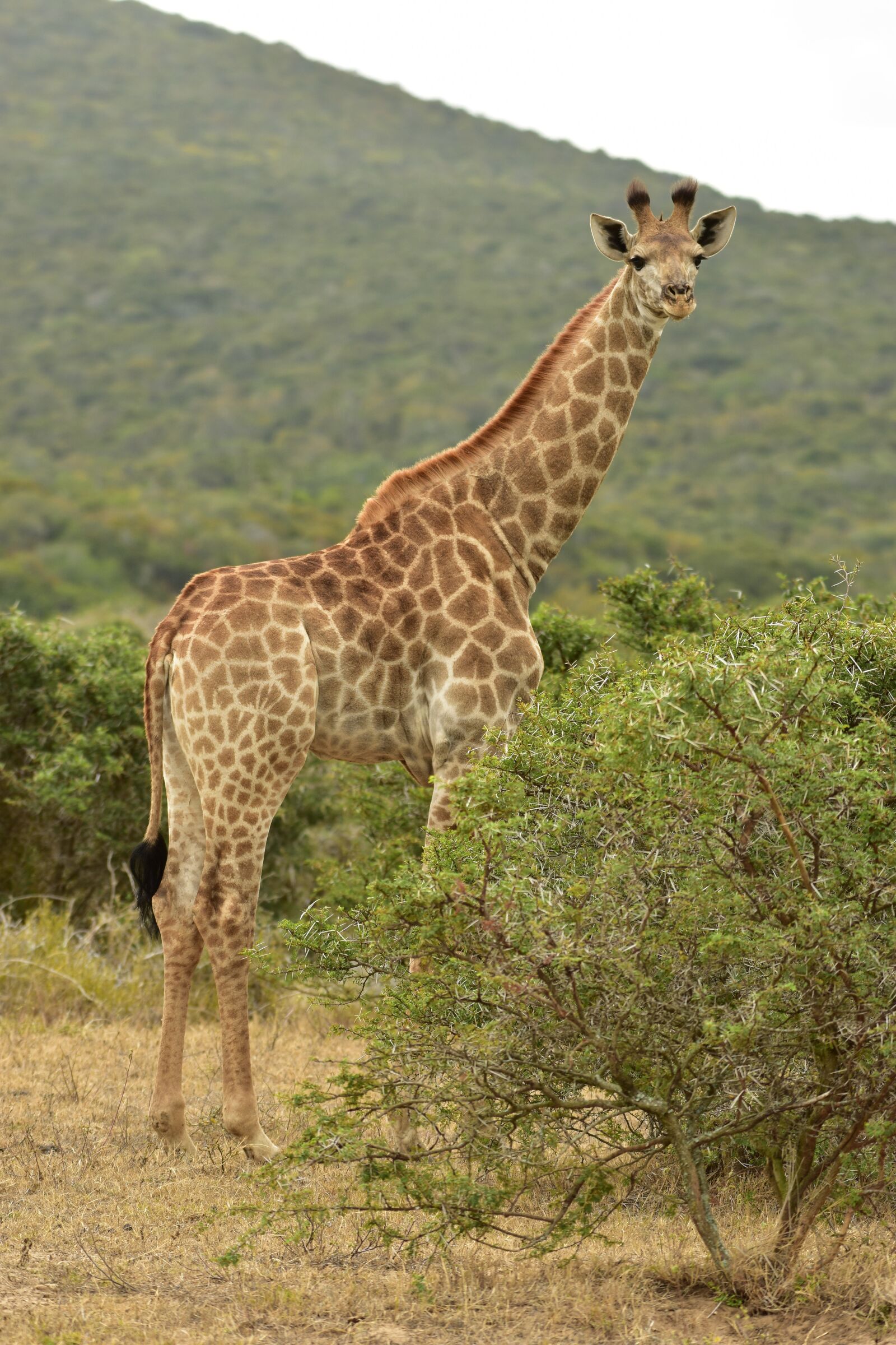 Nikon D7200 sample photo. Giraffe, south africa, safari photography