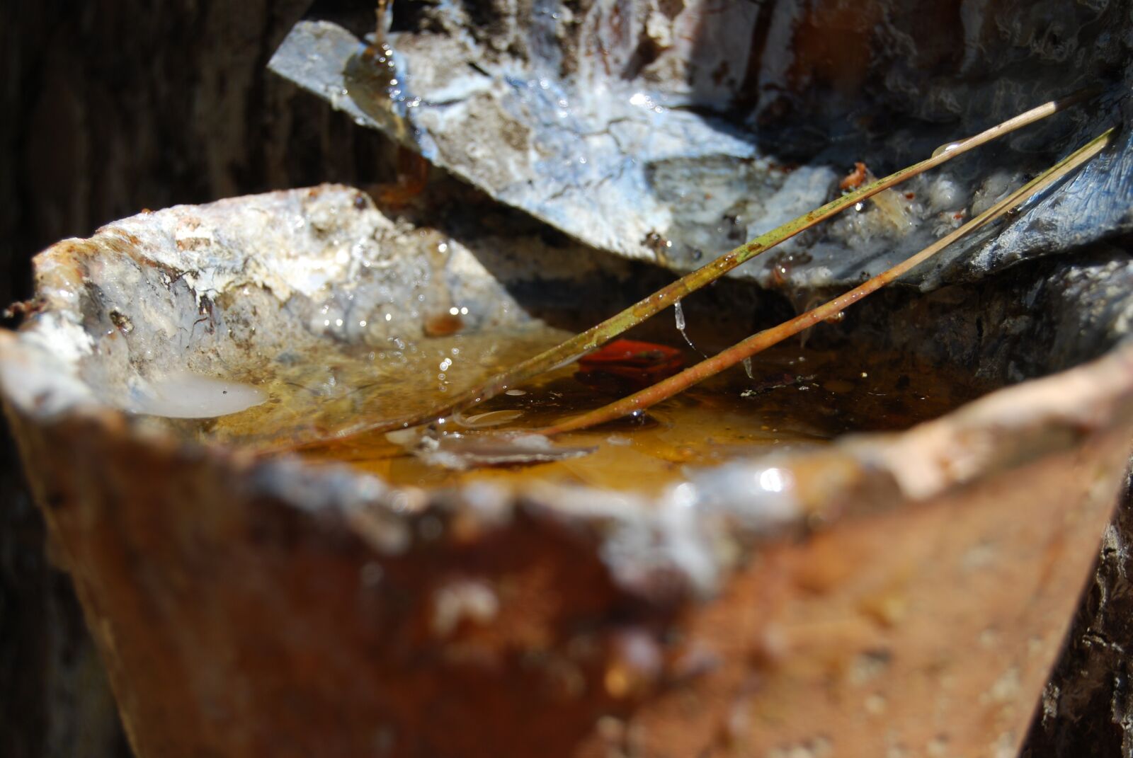 Nikon D40X sample photo. Pine, sap, harvest photography