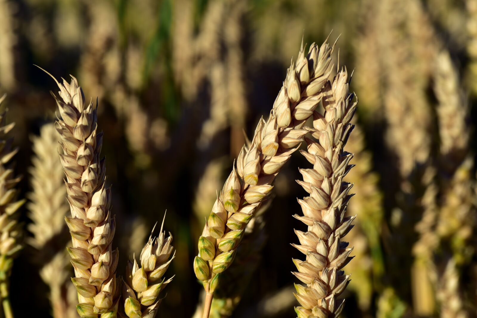 Nikon D750 sample photo. Wheat, wheat field, wheat photography