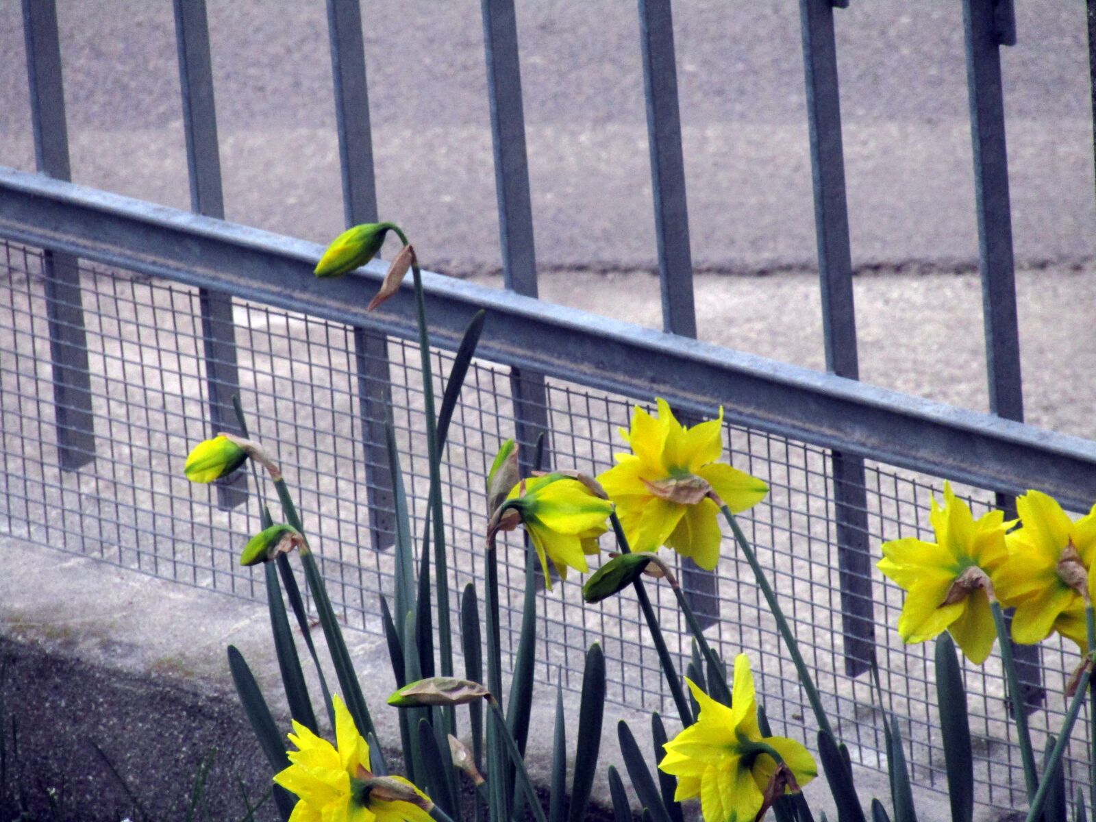 Canon PowerShot SX410 IS sample photo. Fence, plant, nature photography