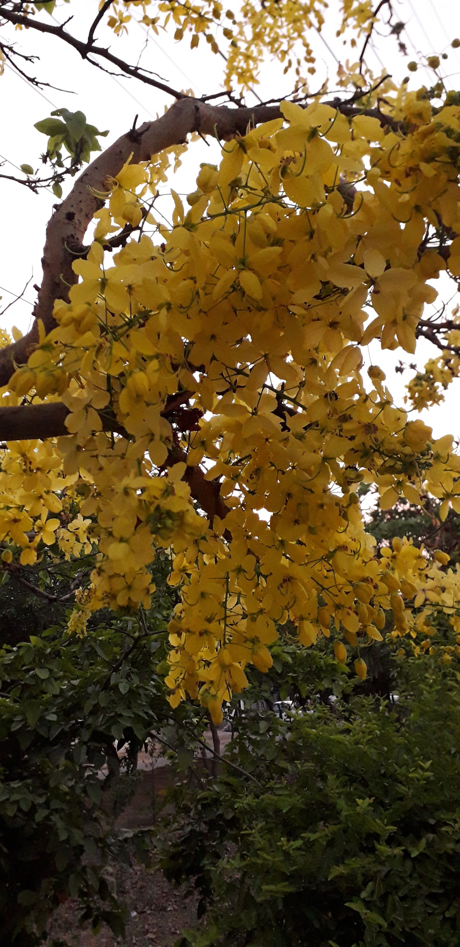 Samsung Galaxy J6 sample photo. Flowers, blooming, nature photography