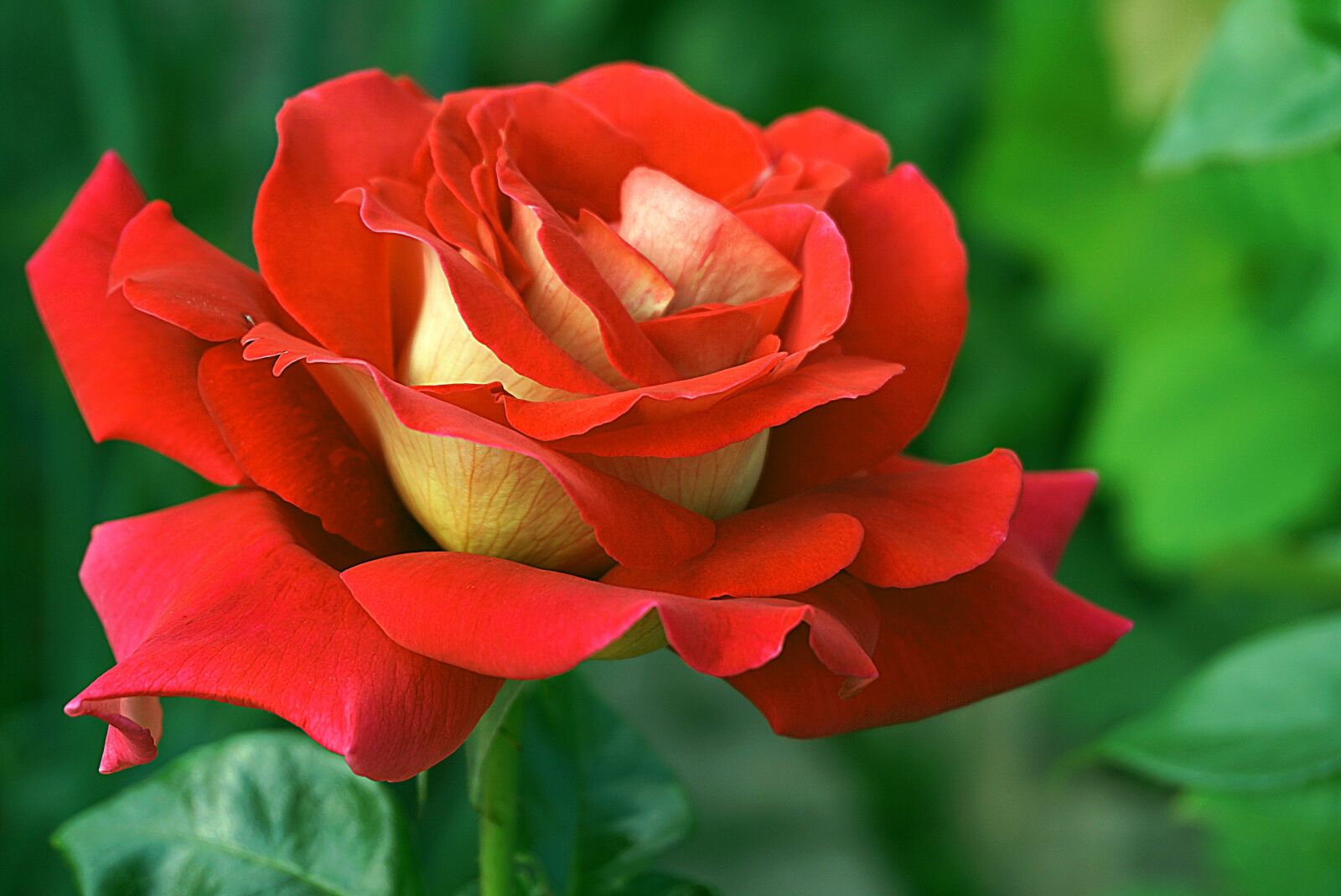 Sony a6000 sample photo. Rose, flower, red photography
