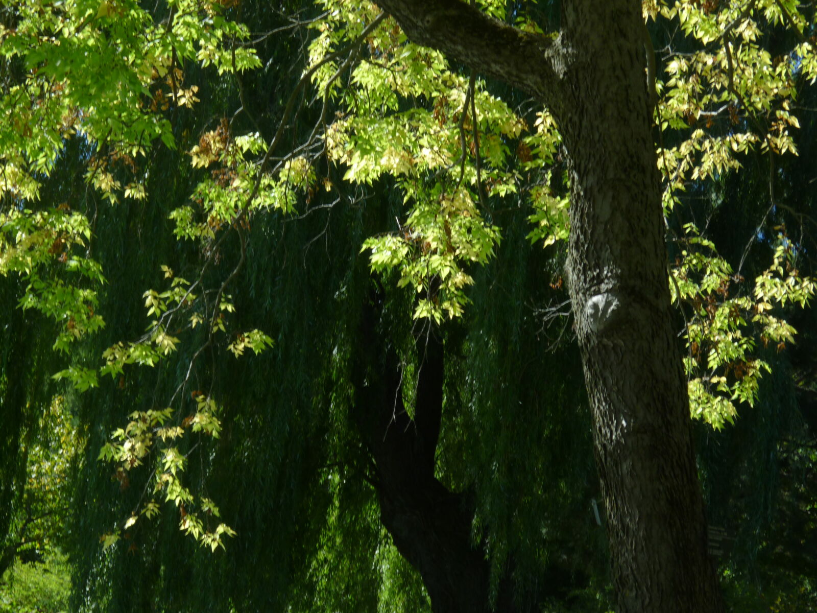 Panasonic DMC-ZR1 sample photo