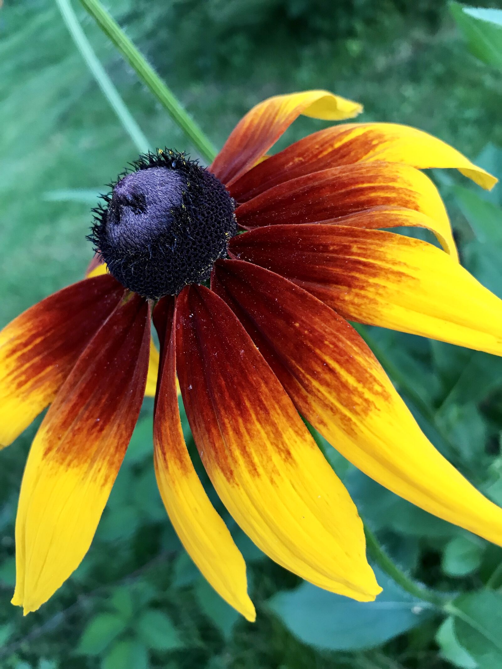 iPhone 7 Plus back dual camera 3.99mm f/1.8 sample photo. Flowers, garden, summer photography