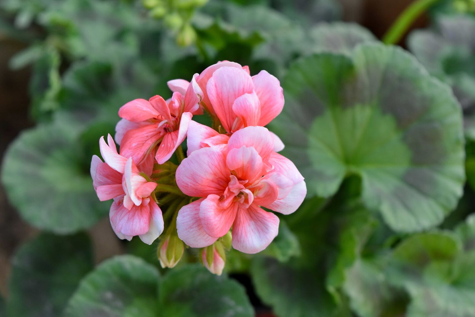 Nikon D5500 sample photo. Botanic, colorful, ecology, geranium photography
