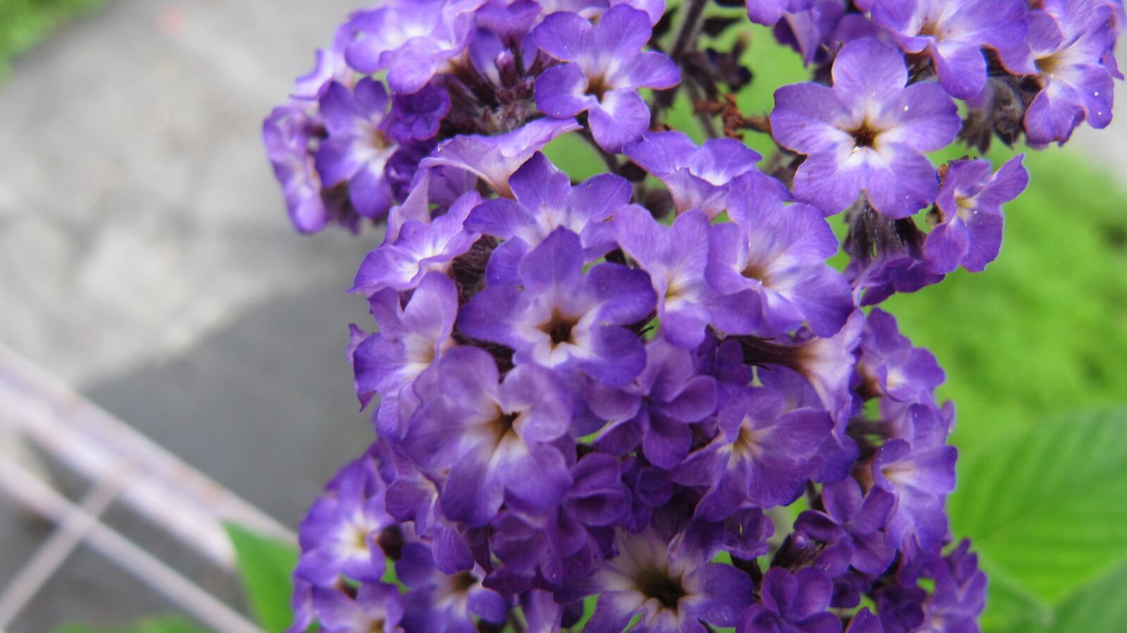 Canon PowerShot SX200 IS sample photo. Flower, color, flowers photography
