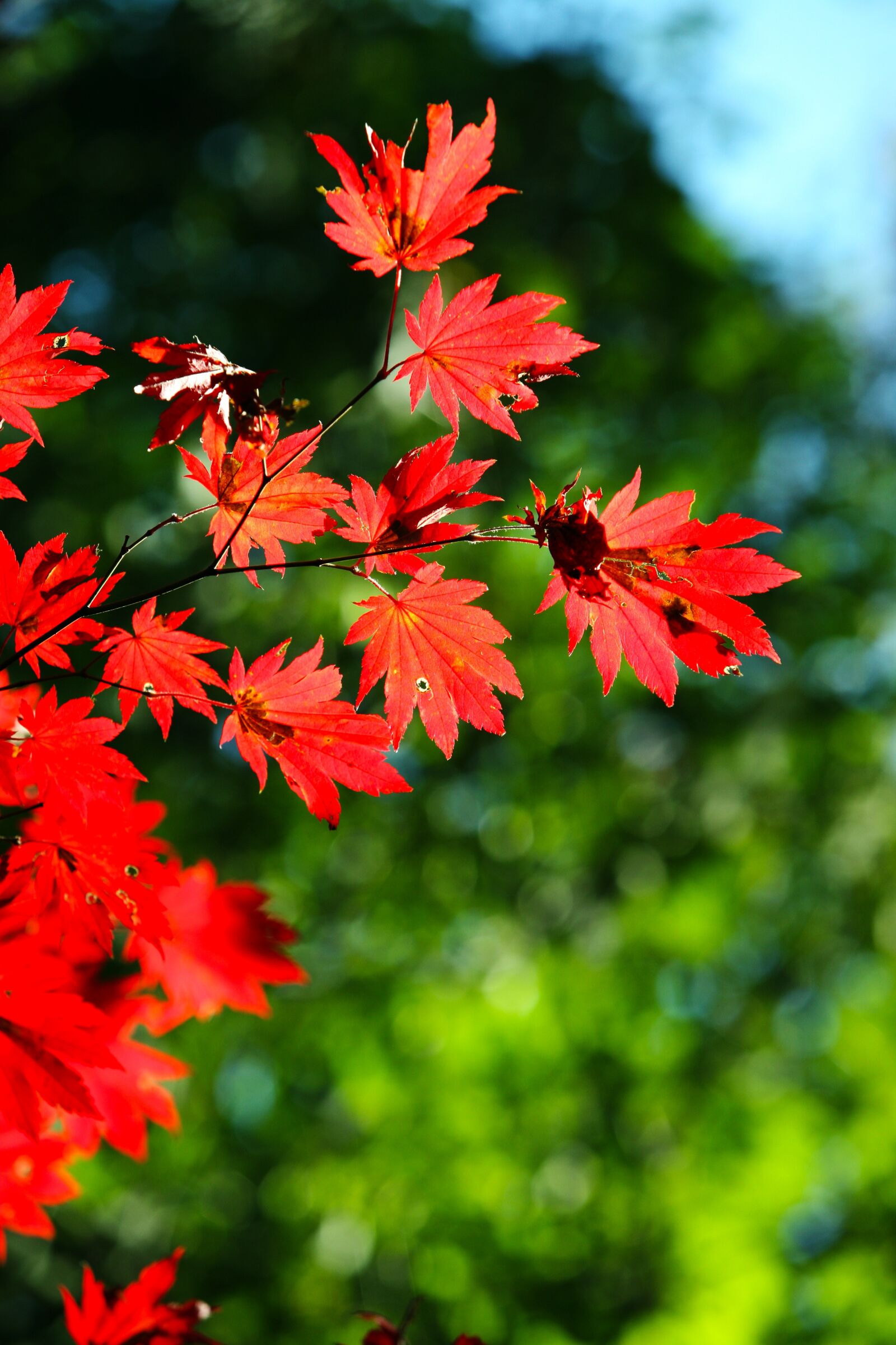 Canon EOS 5D sample photo. Autumn leaves, autumn, leaves photography