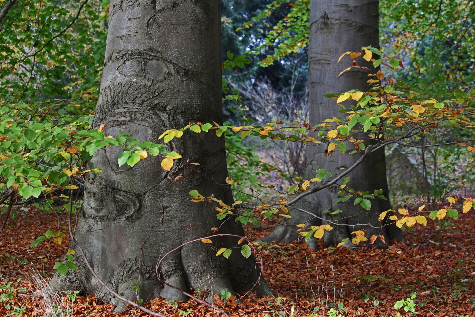 Canon EF-S 55-250mm F4-5.6 IS STM sample photo. Arboretum, greifswald, park photography