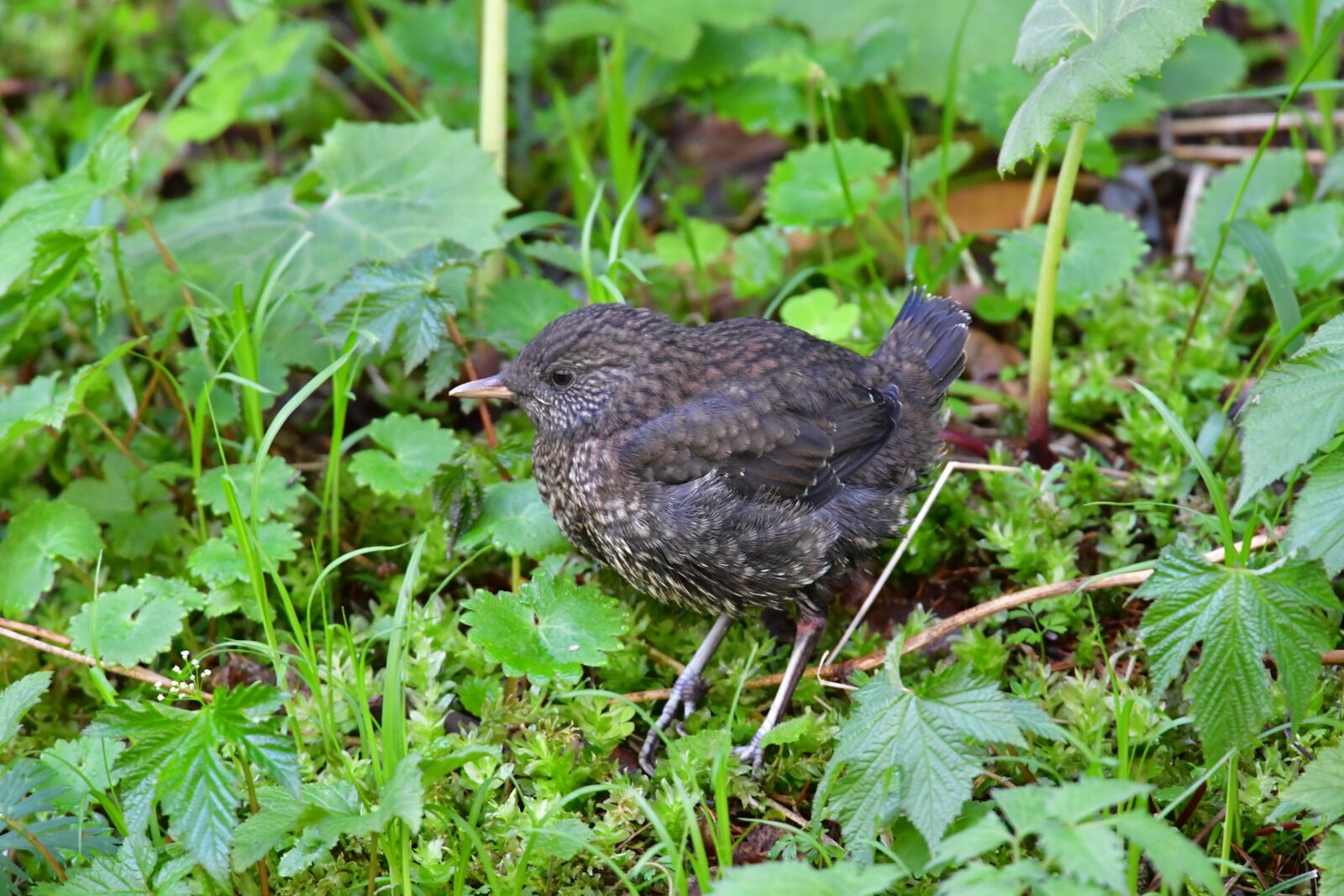 Nikon D500 sample photo. Natural, wild animals, outdoors photography