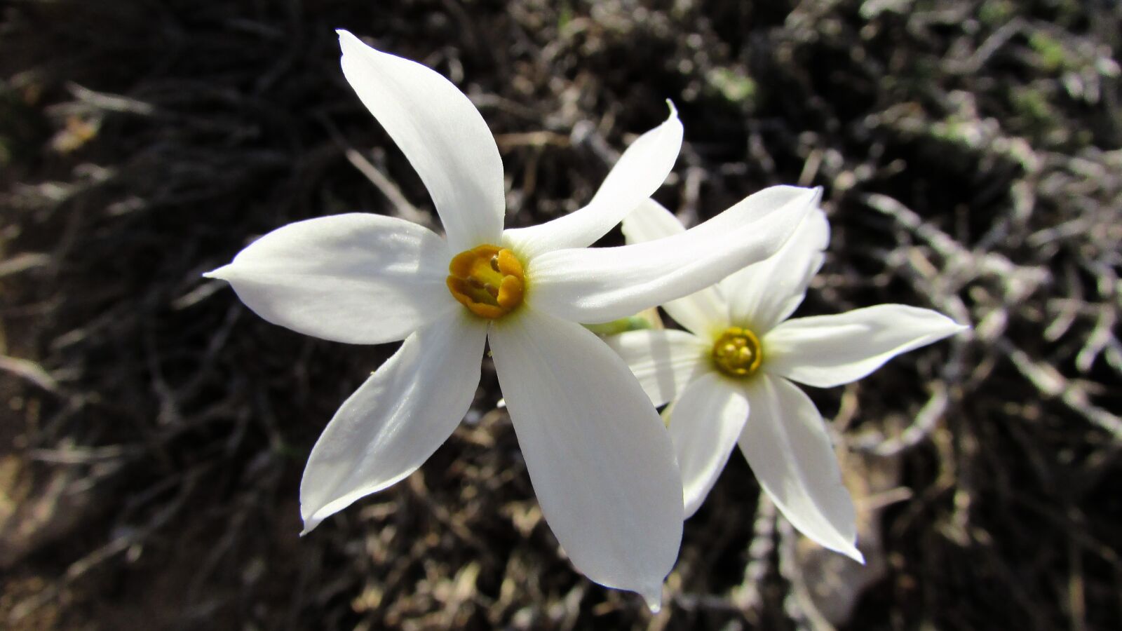 Canon PowerShot SX400 IS sample photo. Lily, flower, white photography