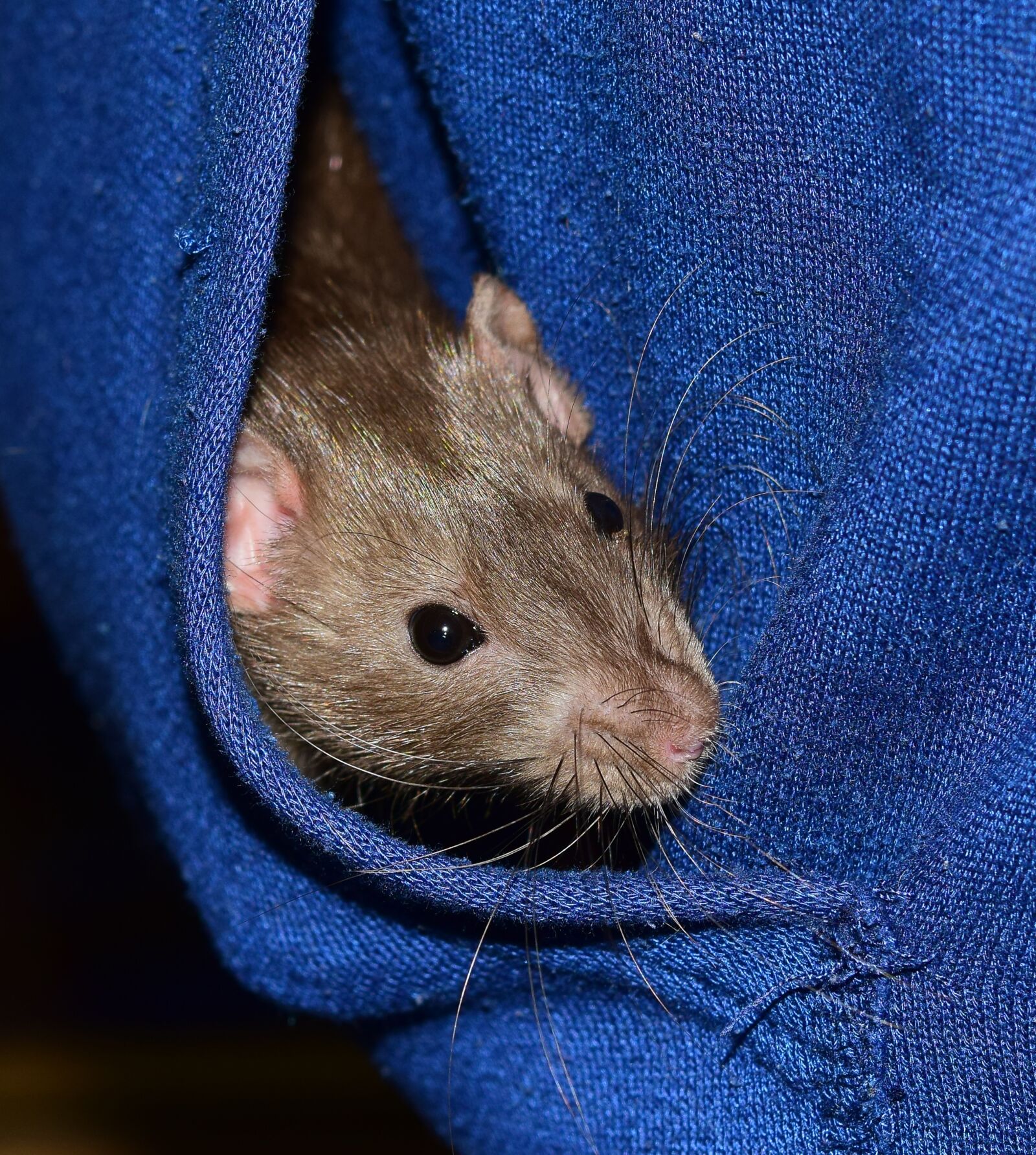 Nikon D5300 sample photo. Rat, color rat, black photography
