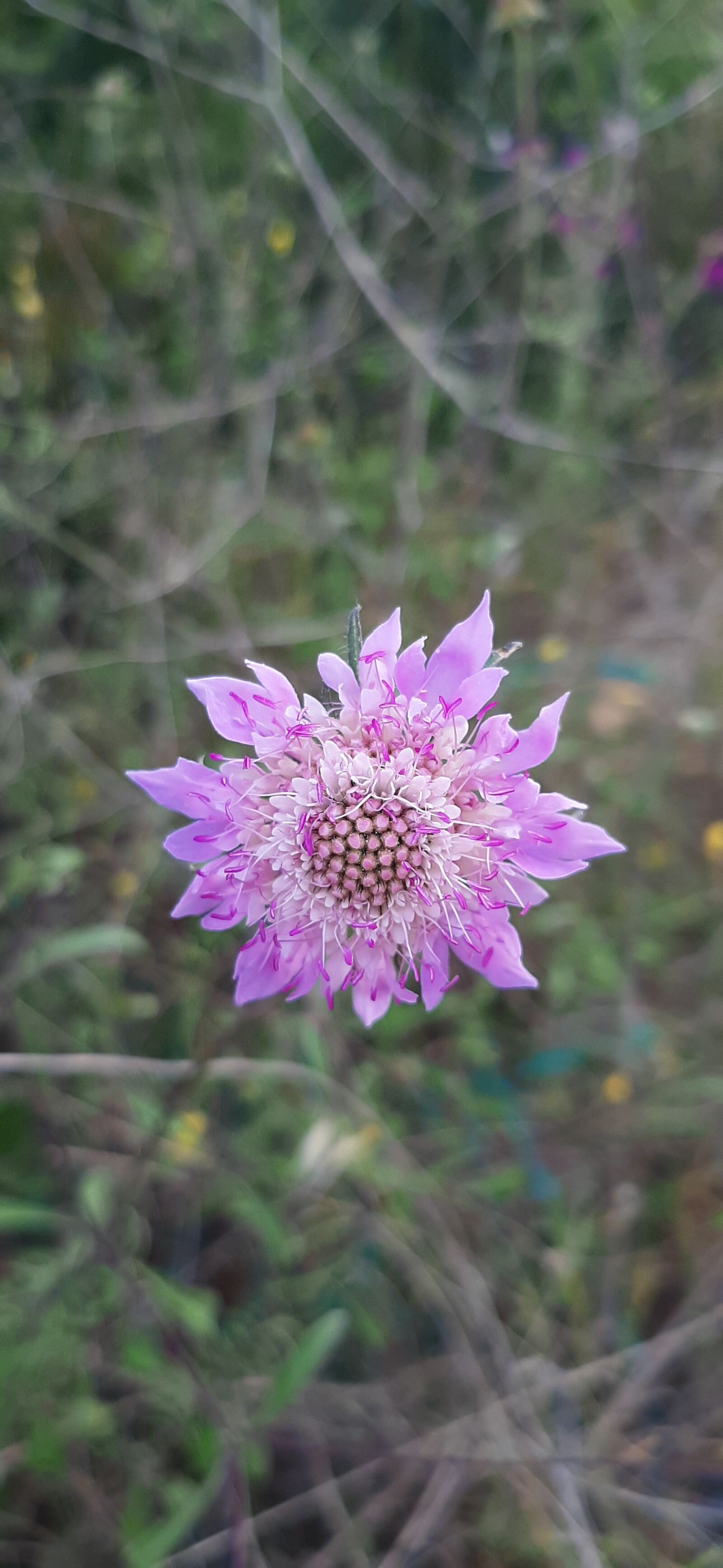 Samsung Galaxy A50 sample photo. Knautia arvensis l, coult photography