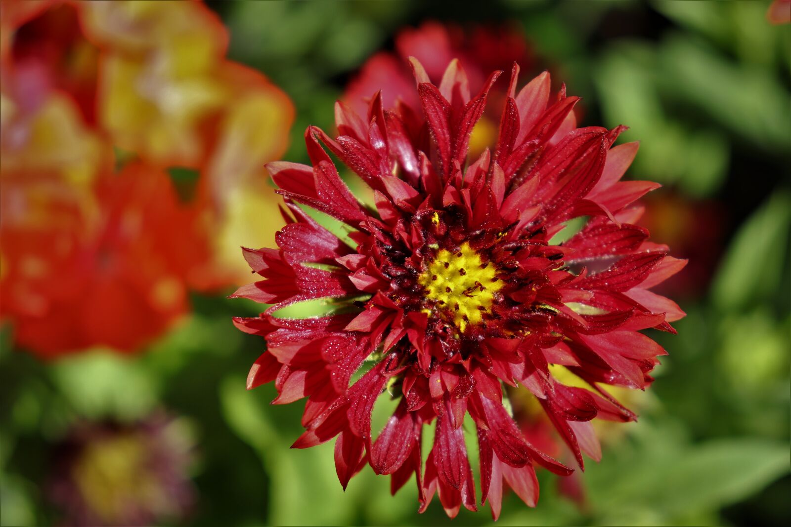 Canon EOS 800D (EOS Rebel T7i / EOS Kiss X9i) sample photo. Flower, plant, blood red photography