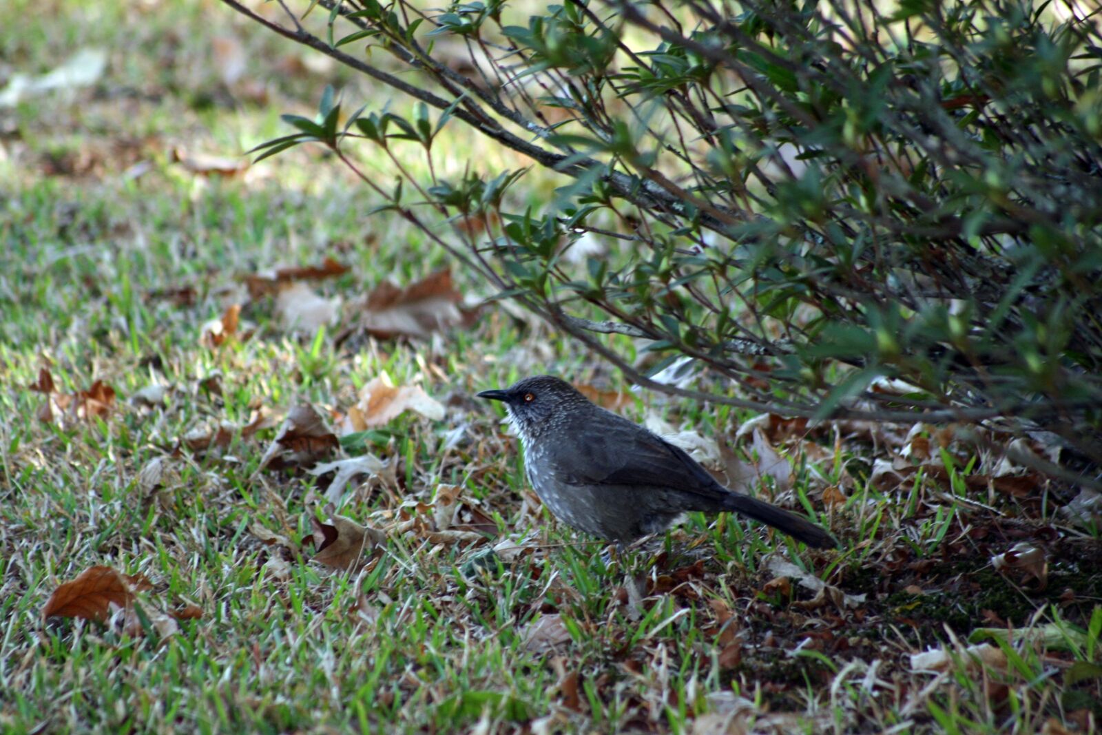 Canon EOS 400D (EOS Digital Rebel XTi / EOS Kiss Digital X) sample photo. Bird, grass, spotted photography