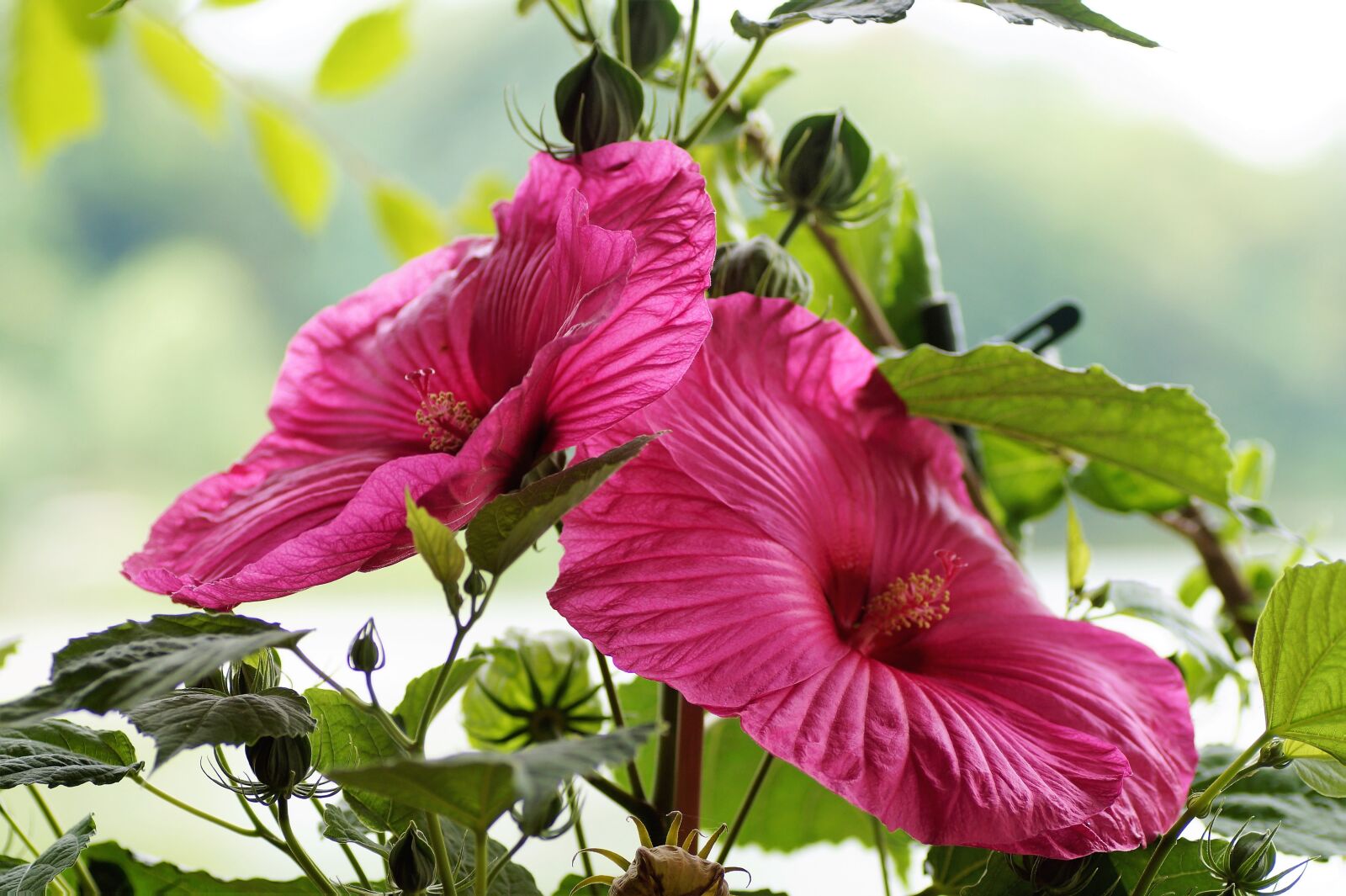 Sony SLT-A58 sample photo. Hibiscus, mud, huge photography