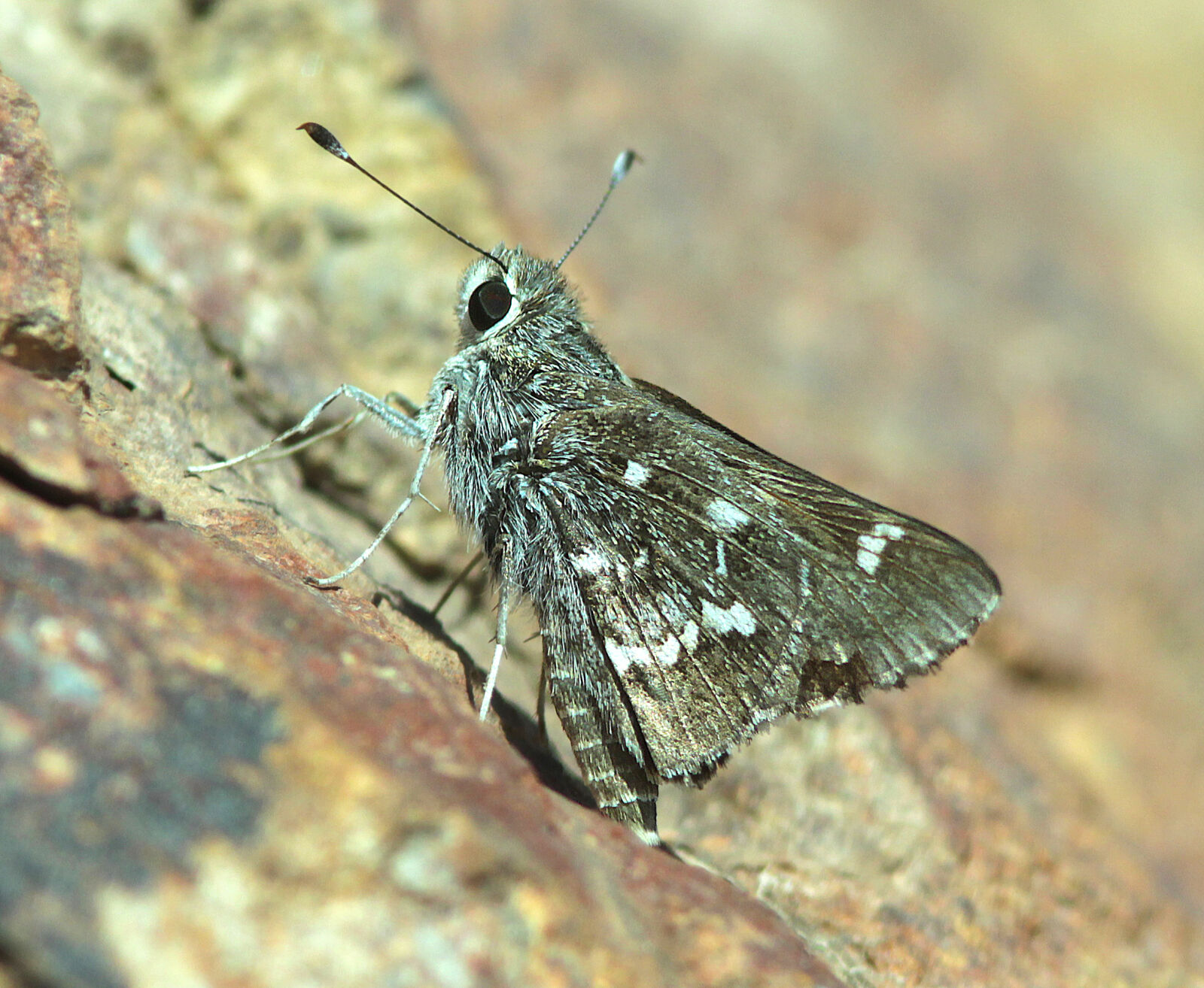 Canon EF 300mm F4L IS USM sample photo