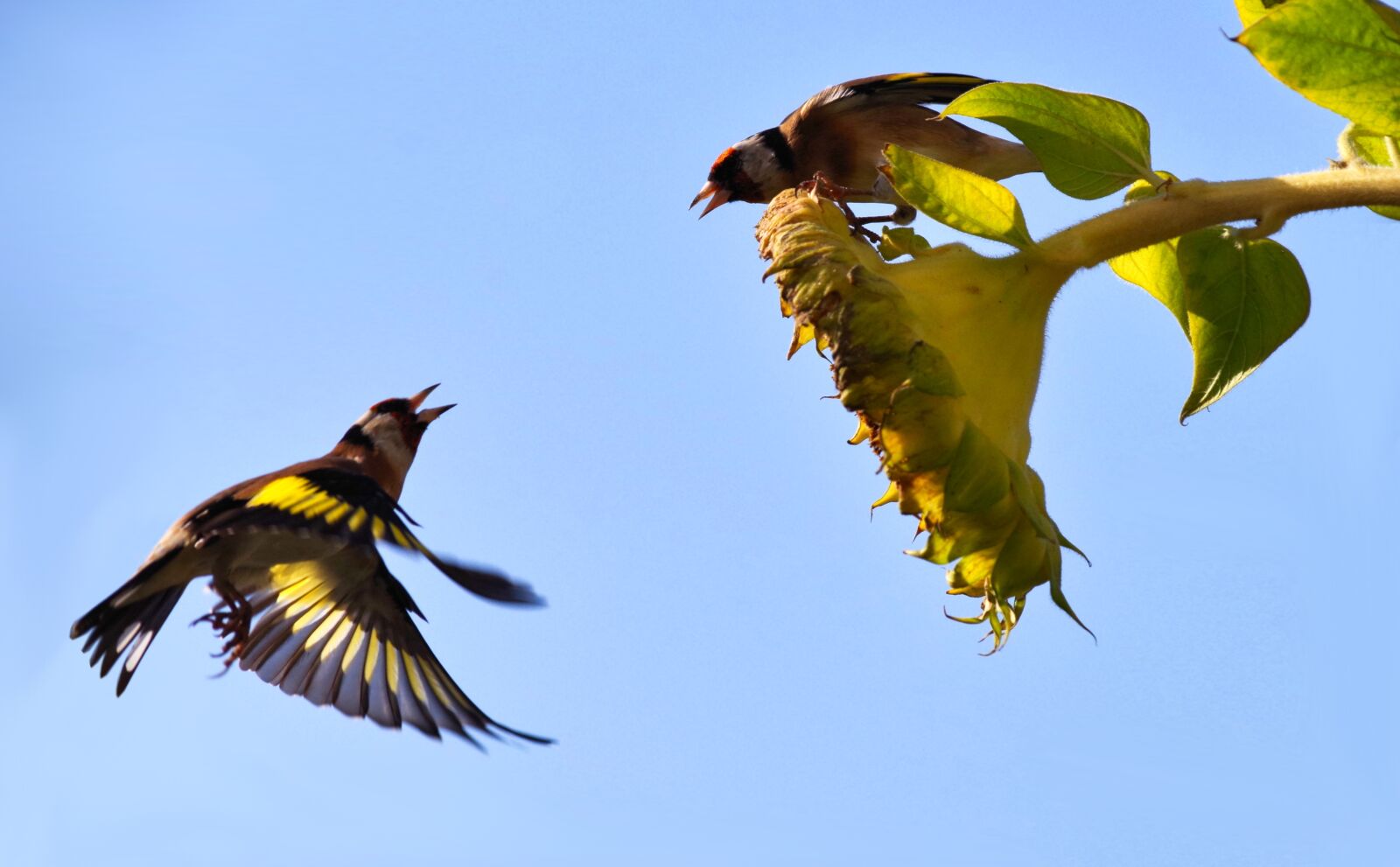 Pentax K-30 sample photo. Stieglitz, bird, food photography