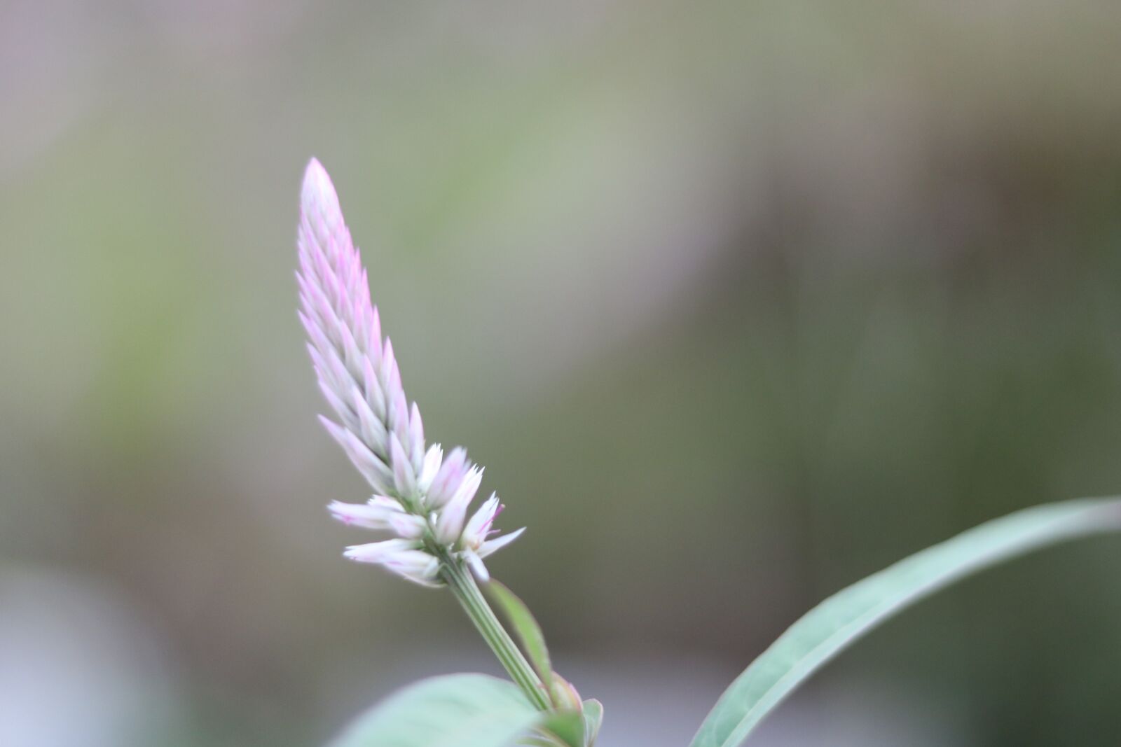 Canon EOS 750D (EOS Rebel T6i / EOS Kiss X8i) sample photo. Macro, nature, garden photography