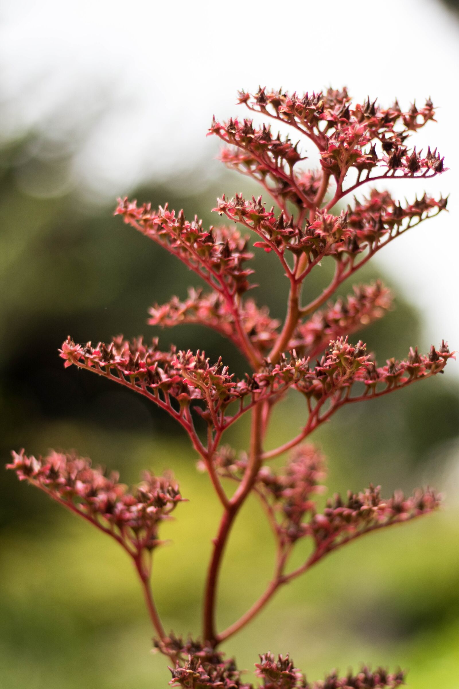 Canon EOS 80D sample photo. Flower, nature, spring photography