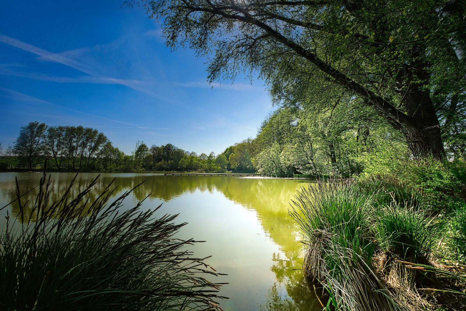 Panasonic Lumix DMC-GX8 sample photo. Lake, pond, forest photography