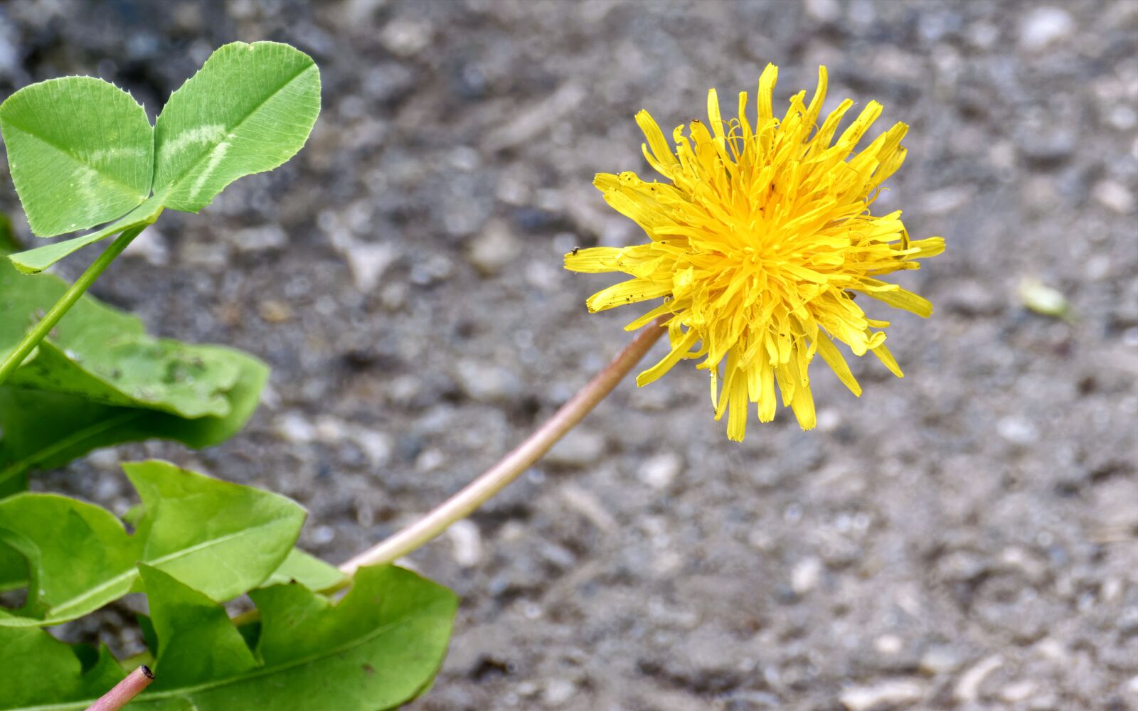 Nikon D5300 sample photo. Dandelion, flower, yellow photography