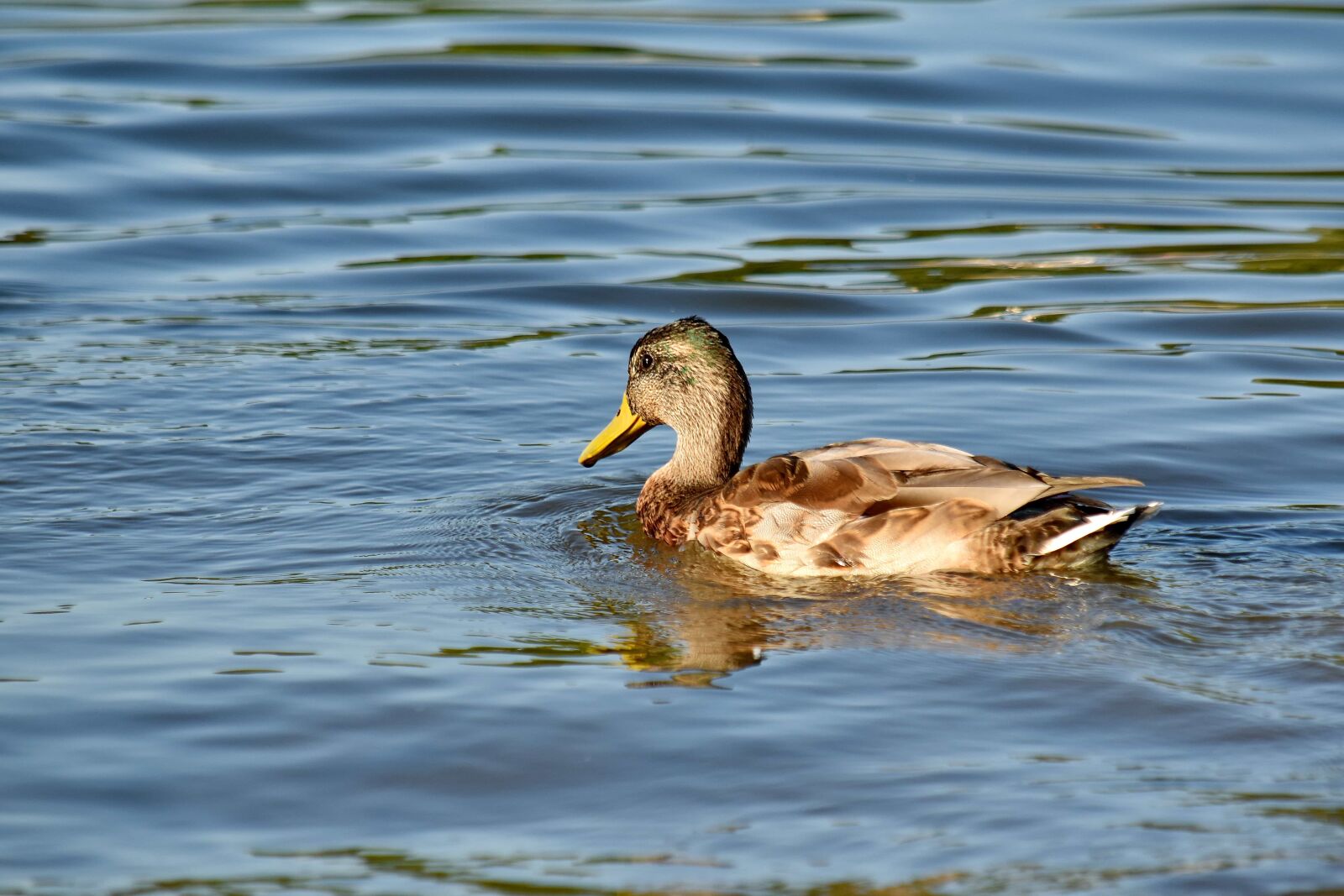Nikon D5500 sample photo. Duck, side view, swimming photography