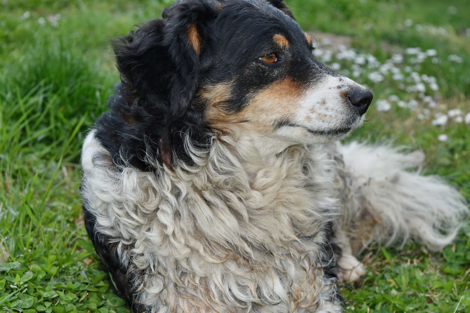 Nikon D5500 sample photo. Green grass, portrait, sheepdog photography