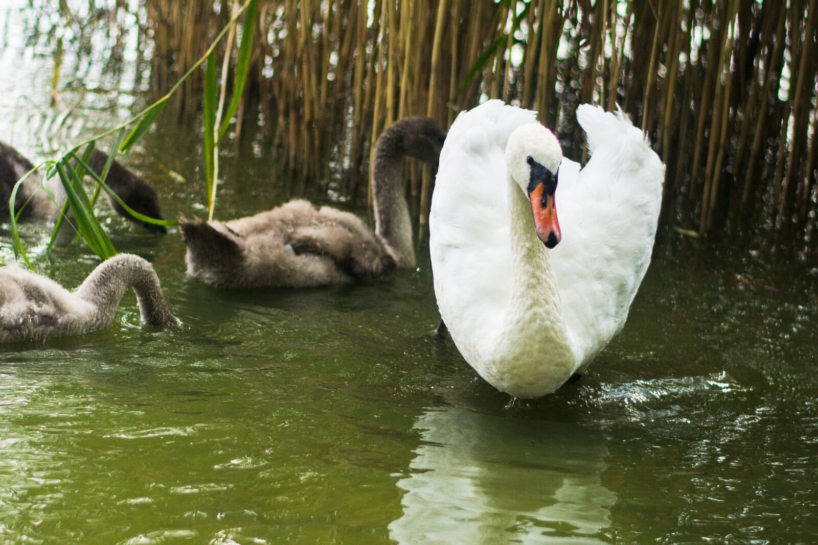 Nikon D5200 sample photo. Labadze, swan, bird photography