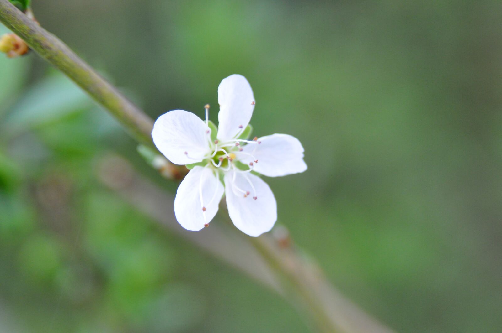 Nikon D90 sample photo. Damson, blossom, flower photography