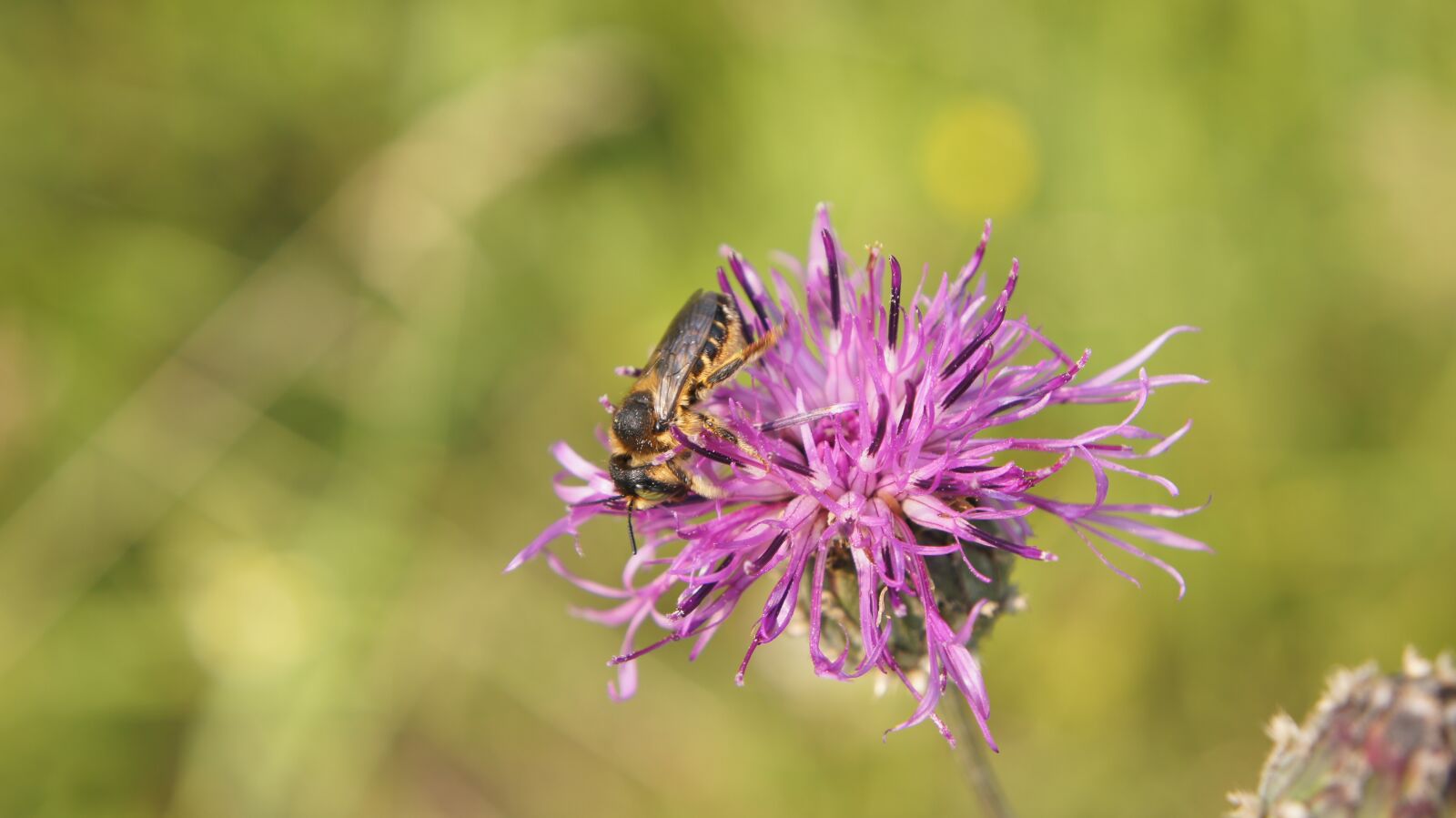 Sony SLT-A55 (SLT-A55V) + Sony DT 18-55mm F3.5-5.6 SAM sample photo. Thistle, bee, wildflowers photography