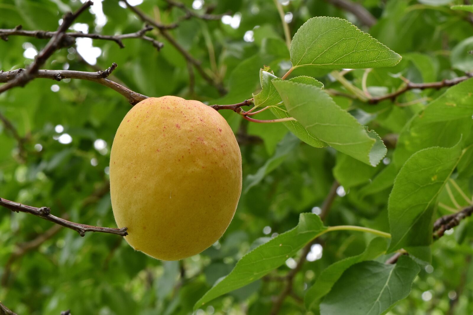 Nikon D5500 sample photo. Apricot, big, branches, fruit photography