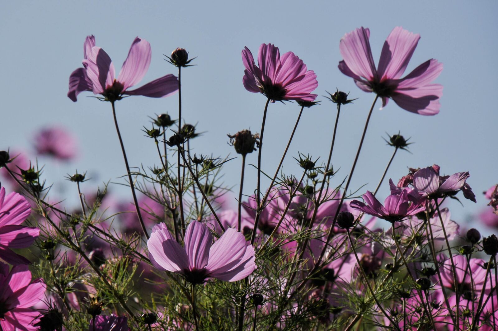 Nikon D90 sample photo. Plant, flower, summer photography