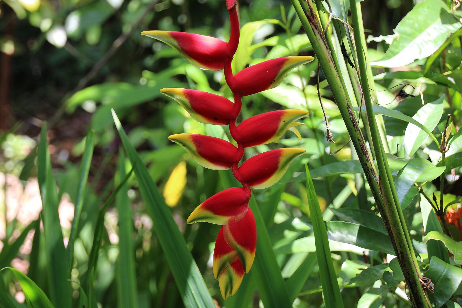 Canon EOS 700D (EOS Rebel T5i / EOS Kiss X7i) sample photo. Bali, garden, red flower photography