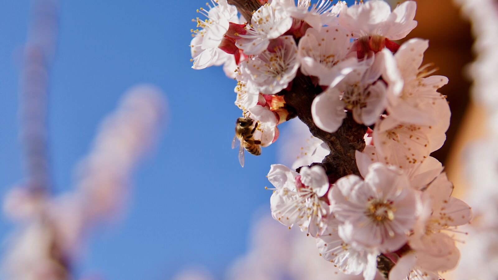 Sony a6300 sample photo. Flower, bees, spring photography