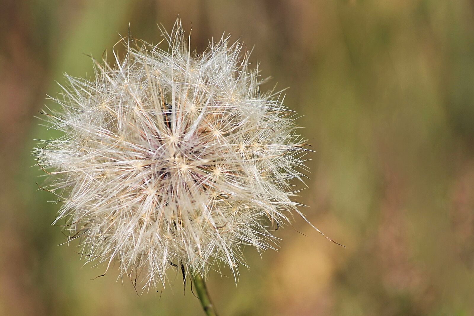 Canon EOS 1100D (EOS Rebel T3 / EOS Kiss X50) sample photo. Autumn, seeds, nature photography