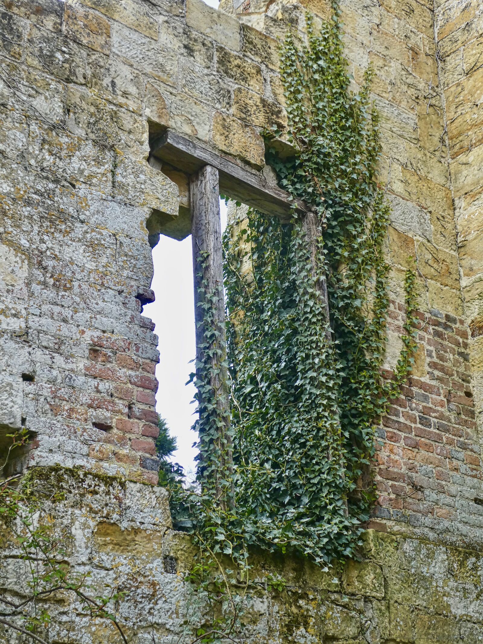 Panasonic Lumix DC-ZS70 (Lumix DC-TZ90) sample photo. Ruin, creeper, window photography