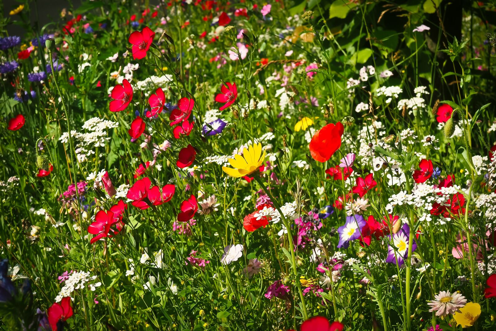Olympus OM-D E-M10 sample photo. Flower meadow, wild flowers photography