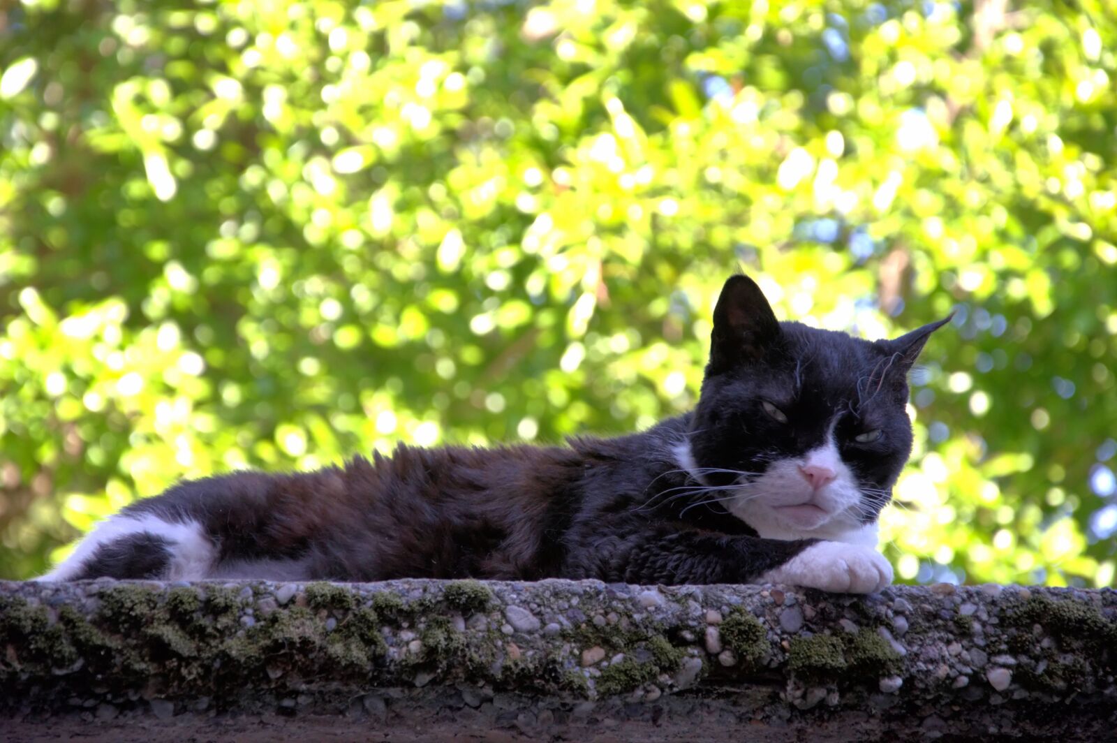 Nikon D3200 sample photo. Cat, animal, nature photography