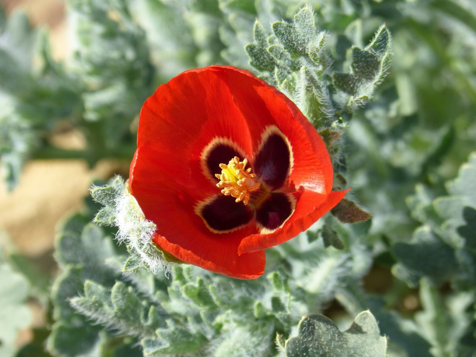 Panasonic DMC-FZ62 sample photo. Flower, glaucium corniculatum, glaucium photography