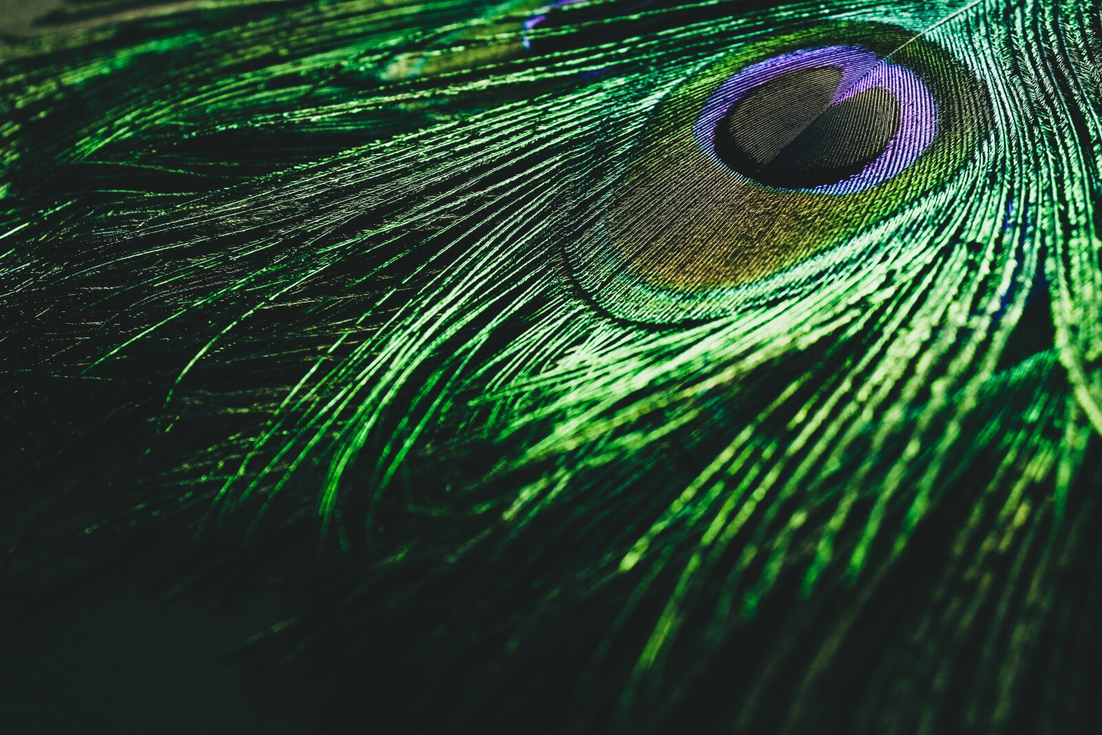 Canon EOS 1300D (EOS Rebel T6 / EOS Kiss X80) sample photo. Peacock feather, peacock, colorful photography