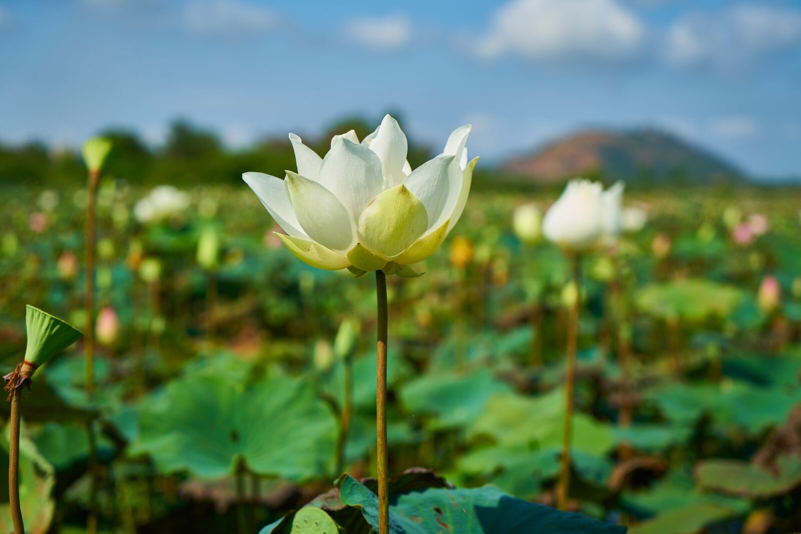 Sony a7R II sample photo. Lotus, flower, nature photography