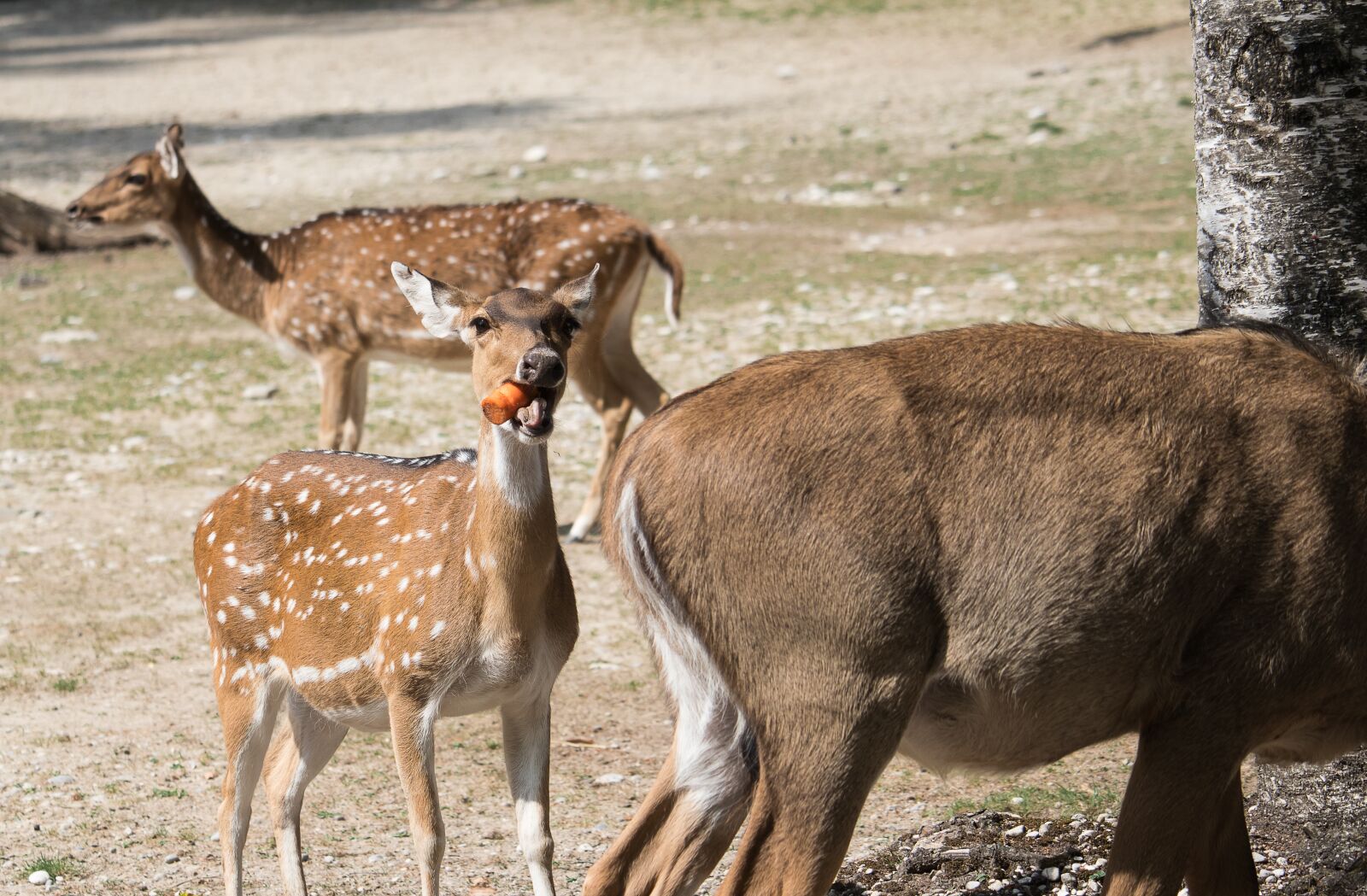 Canon EF-S 55-250mm F4-5.6 IS STM sample photo. Bukhara deer, hirsch, red photography