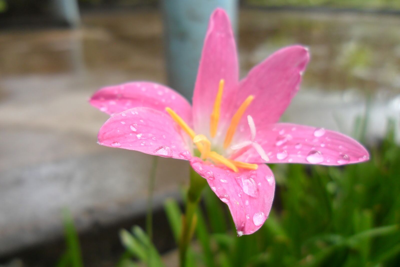 Samsung PL20,PL21 / VLUU PL20,PL21 sample photo. Flower, pink, nature photography