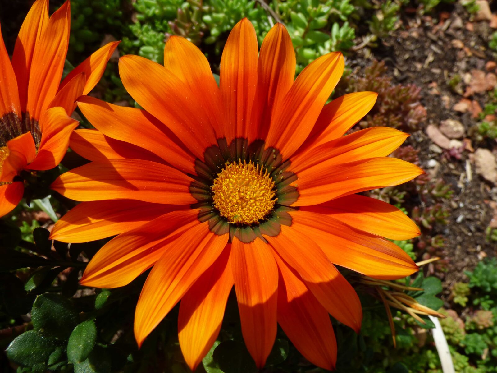 Panasonic DMC-FZ72 sample photo. Color, flower garden, orange photography